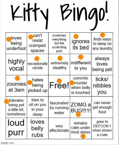 My orange tabby. (He's mostly indifferent so we'll call that Bingo) | image tagged in kitty bingo | made w/ Imgflip meme maker
