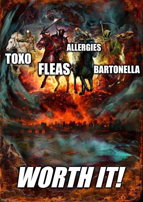 The Four Horsemen of the Apocalypse | TOXO FLEAS BARTONELLA ALLERGIES WORTH IT! | image tagged in the four horsemen of the apocalypse | made w/ Imgflip meme maker