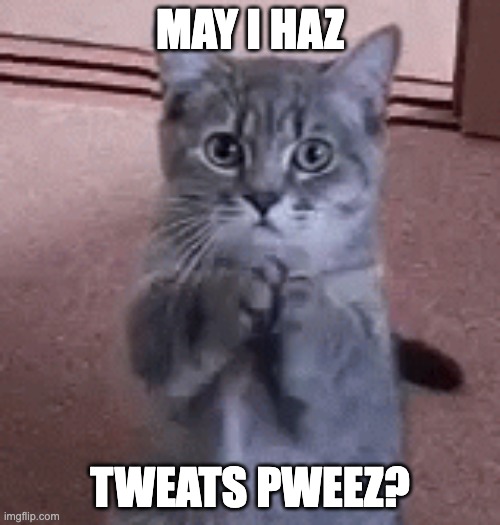 CAT | MAY I HAZ; TWEATS PWEEZ? | image tagged in cute cat | made w/ Imgflip meme maker