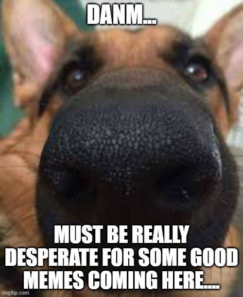 I feel u, the front page kinda boring rn | DANM... MUST BE REALLY DESPERATE FOR SOME GOOD MEMES COMING HERE.... | image tagged in german shepherd but funni,dogs,funny dogs,fun stream,funny memes | made w/ Imgflip meme maker