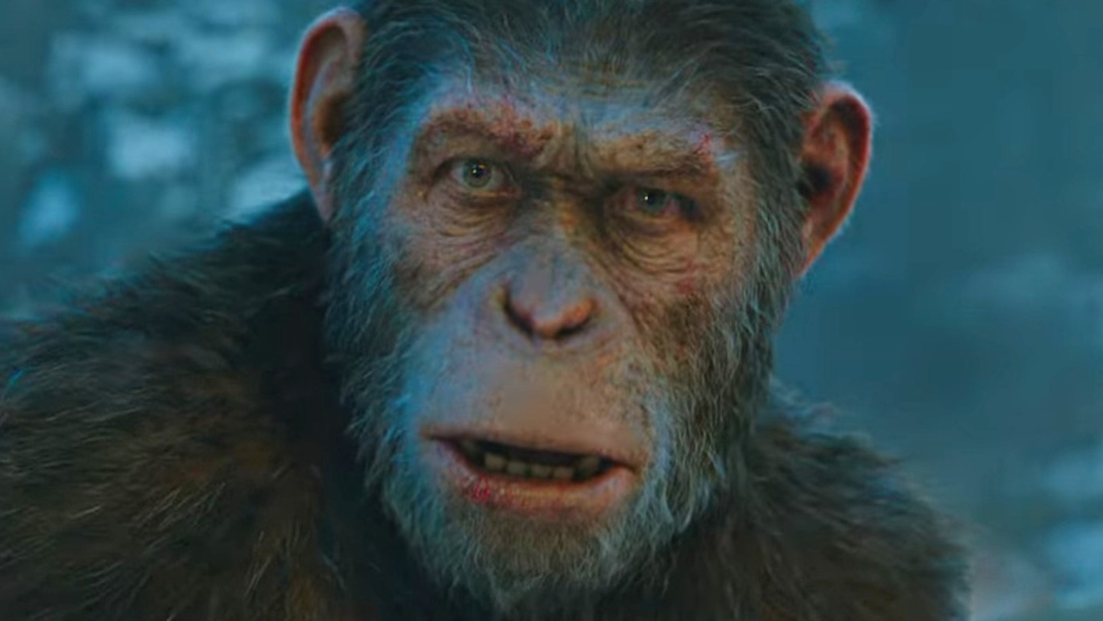 Kingdom Of The Planet Of The Apes Has Started Filming In Austral Blank Meme Template