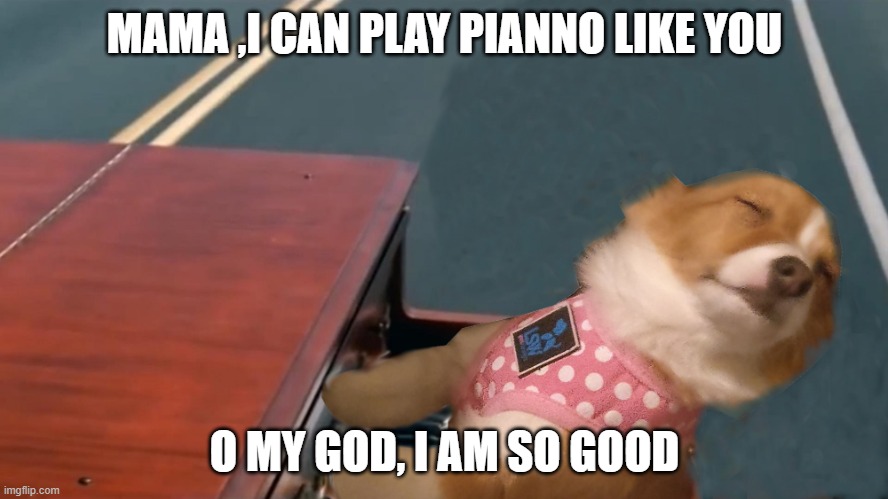 Dog playing piano | MAMA ,I CAN PLAY PIANNO LIKE YOU; O MY GOD, I AM SO GOOD | image tagged in dog playing piano | made w/ Imgflip meme maker