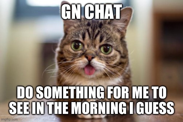 Dumb look cat | GN CHAT; DO SOMETHING FOR ME TO SEE IN THE MORNING I GUESS | image tagged in dumb look cat | made w/ Imgflip meme maker