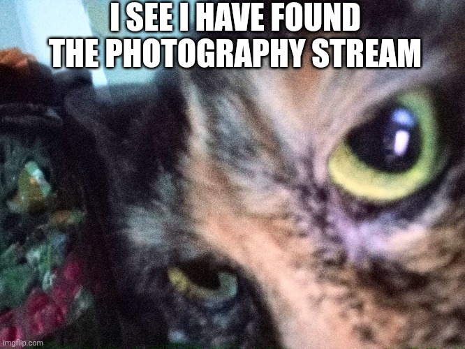 My cat sage | I SEE I HAVE FOUND THE PHOTOGRAPHY STREAM | image tagged in cat | made w/ Imgflip meme maker