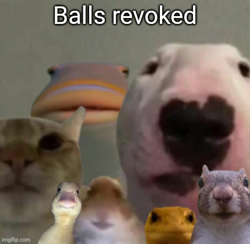 The council remastered | Balls revoked | image tagged in the council remastered | made w/ Imgflip meme maker