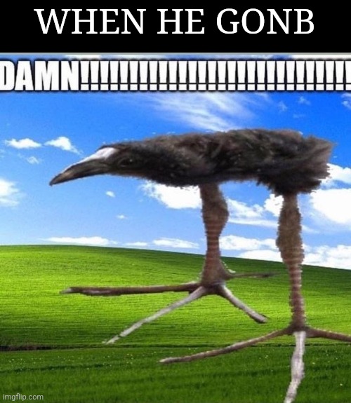 Gonb | WHEN HE GONB | image tagged in damn | made w/ Imgflip meme maker