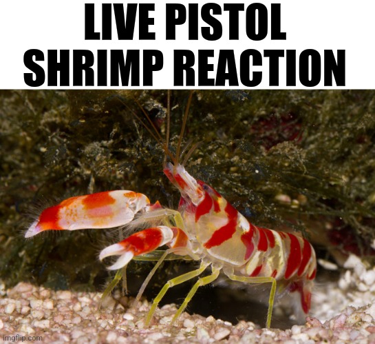 Cancan'nt | LIVE PISTOL SHRIMP REACTION | made w/ Imgflip meme maker