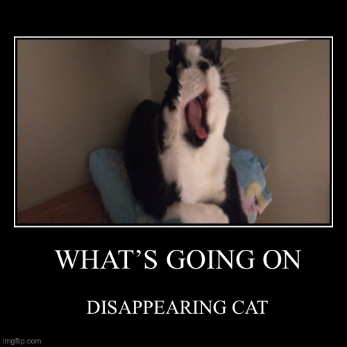 WHAT’S GOING ON | DISAPPEARING CAT | image tagged in funny,demotivationals | made w/ Imgflip demotivational maker
