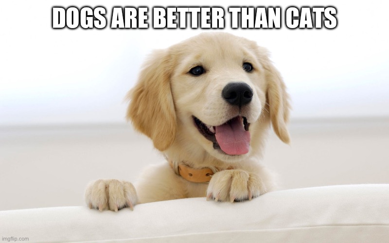 Dogs are Better than Cats (part 1) | DOGS ARE BETTER THAN CATS | image tagged in cute dog idiot,dogs,dog,cats | made w/ Imgflip meme maker