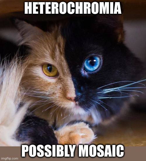 cute cat | HETEROCHROMIA; POSSIBLY MOSAIC | image tagged in cute cat | made w/ Imgflip meme maker