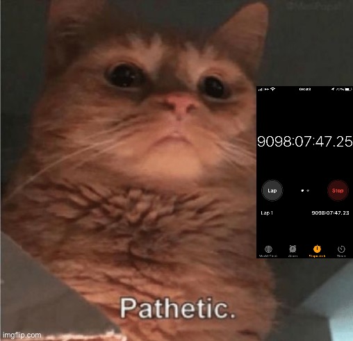 Pathetic Cat | image tagged in pathetic cat | made w/ Imgflip meme maker