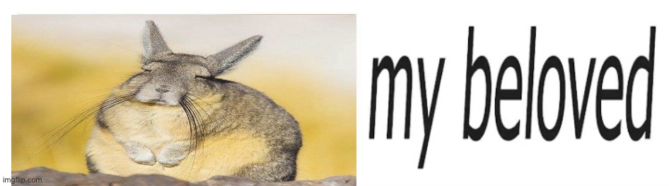 Viscacha My Beloved | image tagged in cute animals,animal meme,my beloved,funny animal meme,viscacha | made w/ Imgflip meme maker