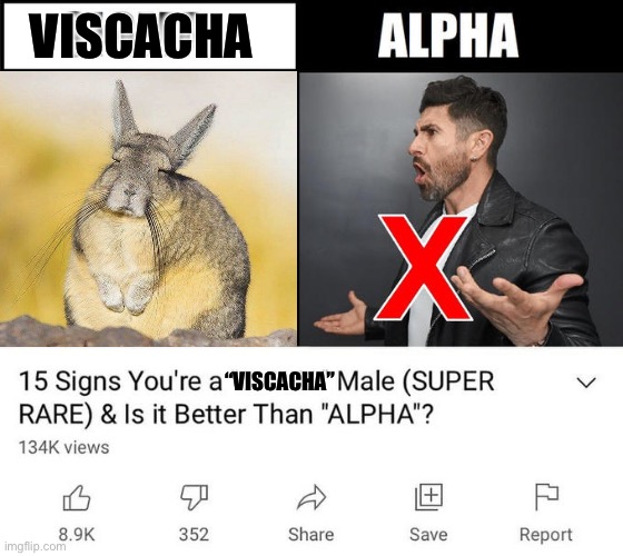 Are you a Viscacha Male? | VISCACHA; “VISCACHA” | image tagged in 15 signs your a,viscacha,cute animals,animal meme,funny animal meme | made w/ Imgflip meme maker