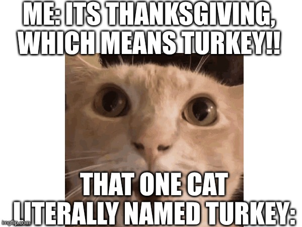 I actually have a cat named turkey no joke | ME: ITS THANKSGIVING, WHICH MEANS TURKEY!! THAT ONE CAT LITERALLY NAMED TURKEY: | image tagged in cats,thanksgiving,turkey | made w/ Imgflip meme maker