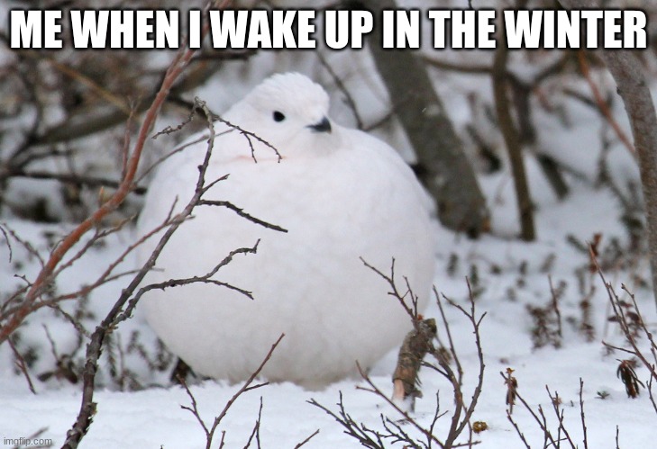 smolball bird | ME WHEN I WAKE UP IN THE WINTER | image tagged in bird,winter,funny | made w/ Imgflip meme maker