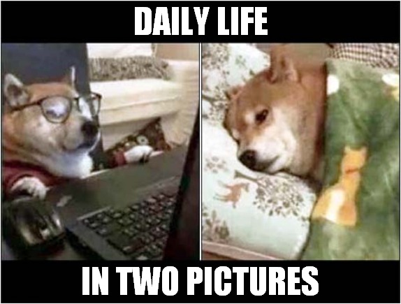 I Can Relate ! | DAILY LIFE; IN TWO PICTURES | image tagged in dogs,life,working,sleep | made w/ Imgflip meme maker