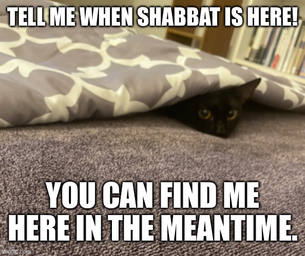 Waiting for Shabbat | TELL ME WHEN SHABBAT IS HERE! YOU CAN FIND ME HERE IN THE MEANTIME. | image tagged in shabbat,cute cats | made w/ Imgflip meme maker