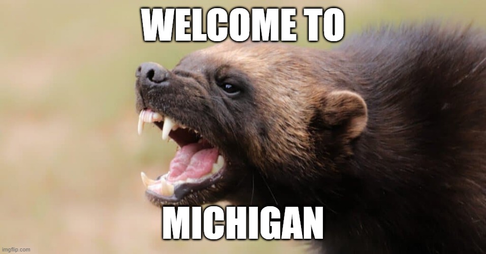 welcome to michigan wolverine | WELCOME TO; MICHIGAN | image tagged in wolverine,michigan | made w/ Imgflip meme maker