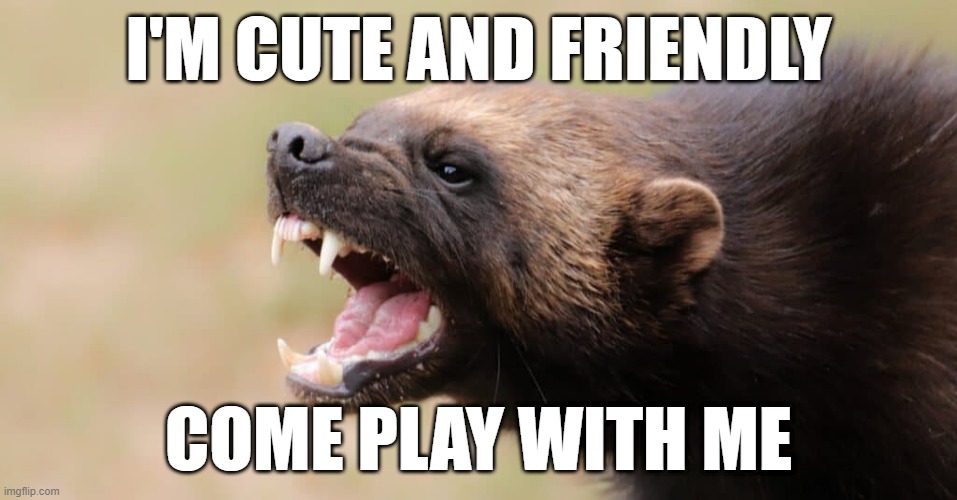 cute and friendly wolverine | I'M CUTE AND FRIENDLY; COME PLAY WITH ME | image tagged in wolverine,cute,friendship,friends,play,animals | made w/ Imgflip meme maker