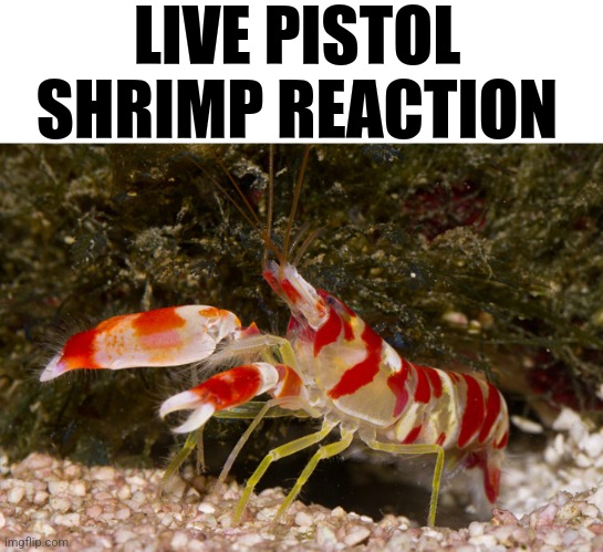 live pistol shrimp reaction Blank Meme Template