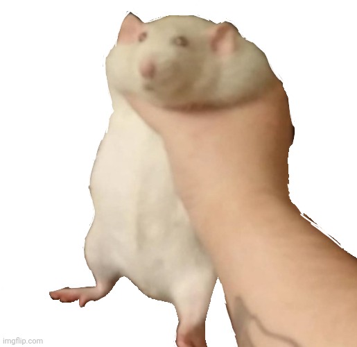 fatass rat | image tagged in fatass rat | made w/ Imgflip meme maker