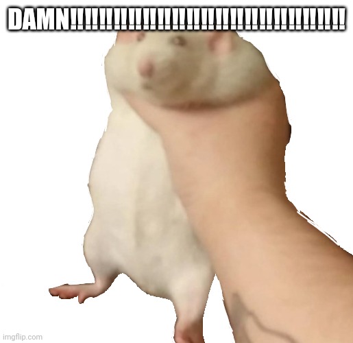 fatass rat | DAMN‼️‼️‼️‼️‼️‼️‼️‼️‼️‼️‼️‼️‼️‼️‼️‼️‼️‼️‼️ | image tagged in fatass rat | made w/ Imgflip meme maker