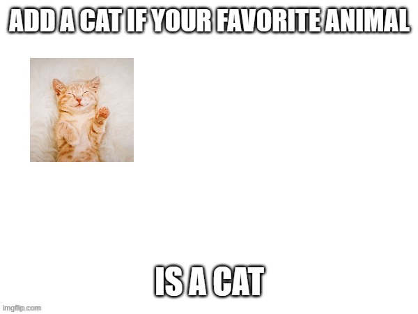 Ranger-Cat is the person who made this, I just added the cat because the meme said :) | image tagged in cats,fun,cute cat | made w/ Imgflip meme maker
