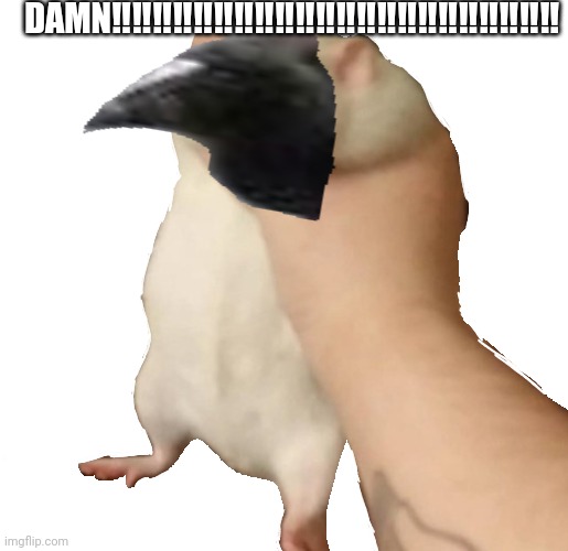 fatass rat | DAMN‼️‼️‼️‼️‼️‼️‼️‼️‼️‼️‼️‼️‼️‼️‼️‼️‼️‼️‼️‼️‼️‼️ | image tagged in fatass rat | made w/ Imgflip meme maker