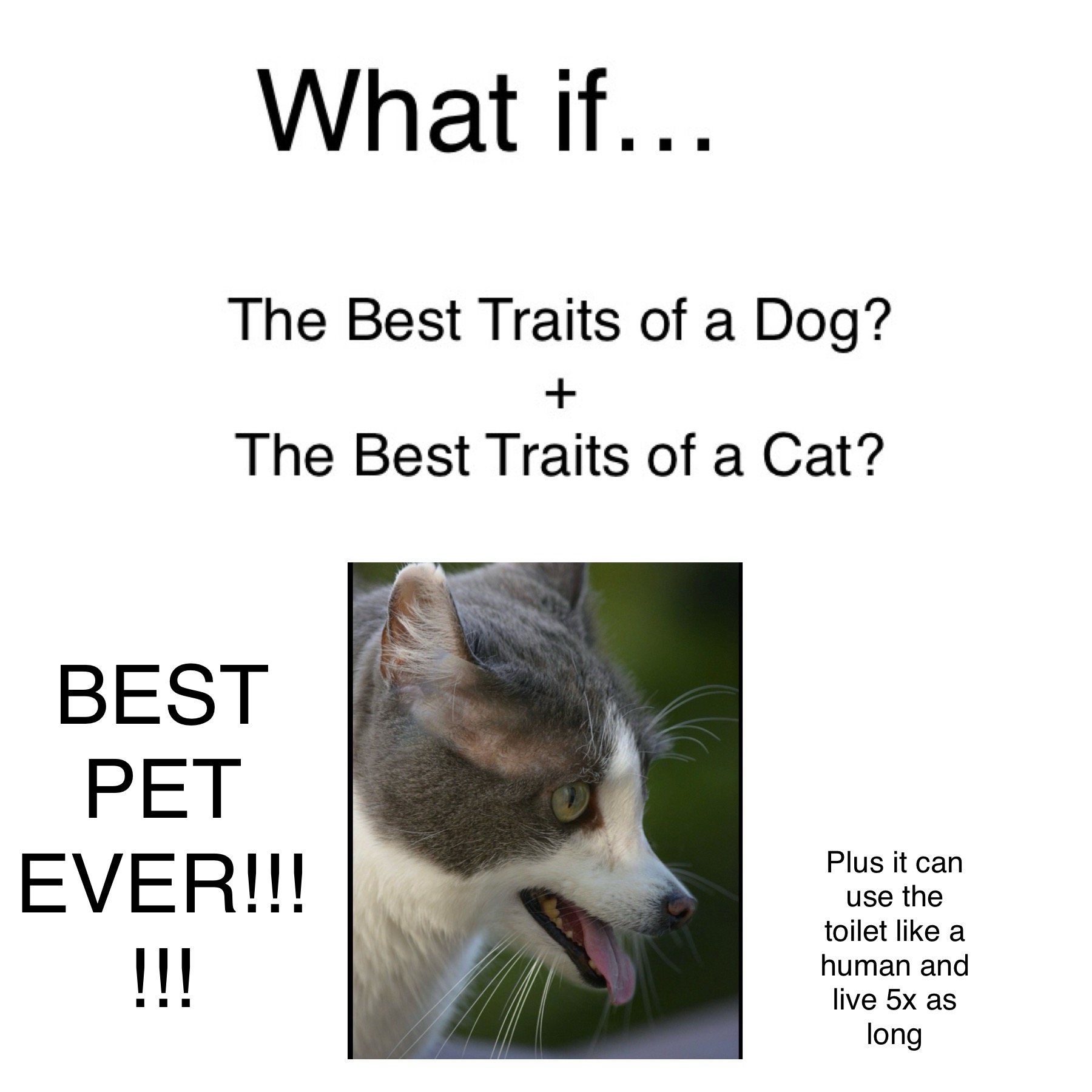 High Quality THE BEST PET EVER! Blank Meme Template