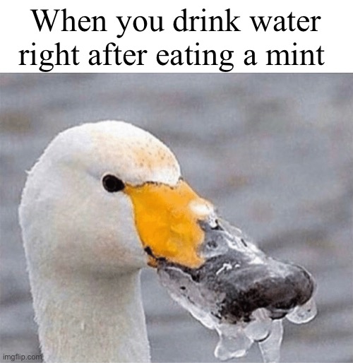 seriously… | When you drink water right after eating a mint | image tagged in funny,meme,mint,drinking water | made w/ Imgflip meme maker