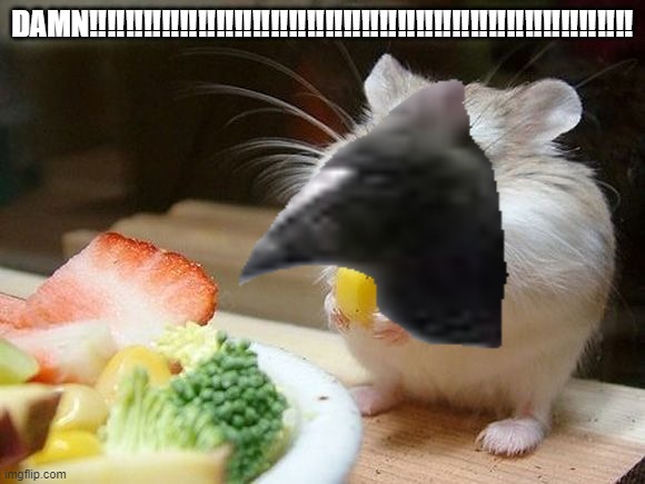 NOM NOM NOM | DAMN‼️‼️‼️‼️‼️‼️‼️‼️‼️‼️‼️‼️‼️‼️‼️‼️‼️‼️‼️‼️‼️‼️‼️‼️‼️‼️‼️‼️‼️‼️ | image tagged in nom nom nom | made w/ Imgflip meme maker