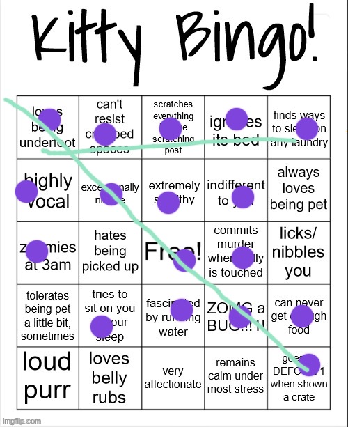 Our kitty is so cuteeee | image tagged in kitty bingo | made w/ Imgflip meme maker