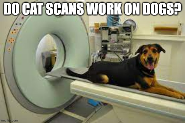 meme by Brad cat scan for dogs | DO CAT SCANS WORK ON DOGS? | image tagged in dogs | made w/ Imgflip meme maker