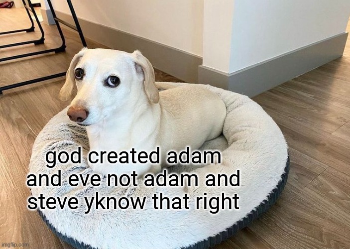 *shrug* | god created adam and eve not adam and steve yknow that right | image tagged in homophobic dog 2,memes,funny | made w/ Imgflip meme maker