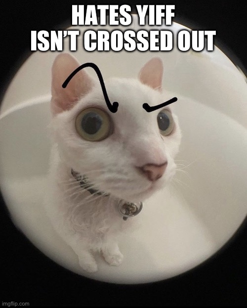 no bitches? cat | HATES YIFF ISN’T CROSSED OUT | image tagged in no bitches cat | made w/ Imgflip meme maker