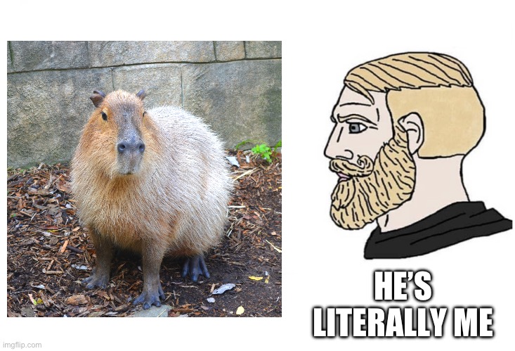 I’m Literally A Capybara | HE’S LITERALLY ME | image tagged in soyboy vs yes chad,capybara,animal meme,funny animal meme,literally me,animal memes | made w/ Imgflip meme maker