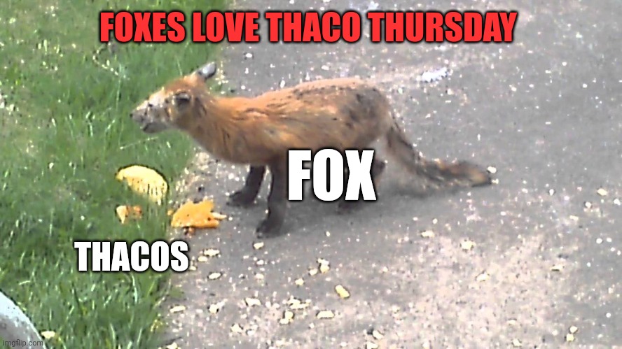 Remember to save thacos for your local foxes | FOXES LOVE THACO THURSDAY; FOX; THACOS | image tagged in fox,facts,thacos | made w/ Imgflip meme maker