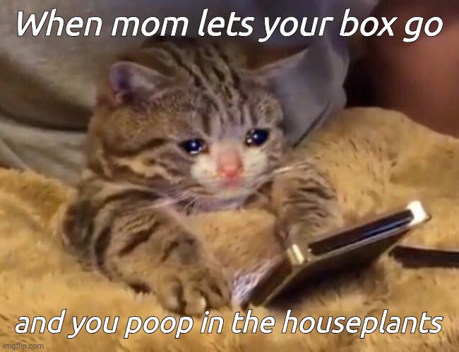 Sad cat phone | When mom lets your box go; and you poop in the houseplants | image tagged in sad cat phone | made w/ Imgflip meme maker