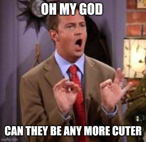 SURPRISE | OH MY GOD; CAN THEY BE ANY MORE CUTER | image tagged in chandler bing | made w/ Imgflip meme maker