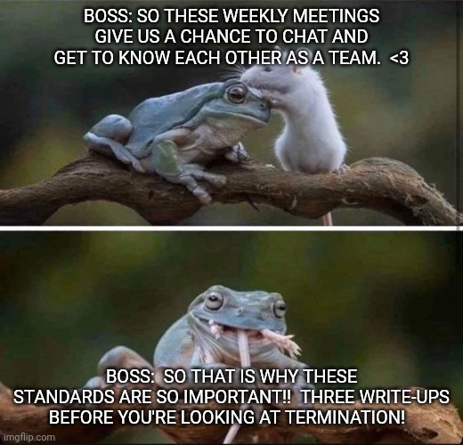 Work Meeting Bait and Switch! | BOSS: SO THESE WEEKLY MEETINGS GIVE US A CHANCE TO CHAT AND GET TO KNOW EACH OTHER AS A TEAM.  <3; BOSS:  SO THAT IS WHY THESE STANDARDS ARE SO IMPORTANT!!  THREE WRITE-UPS BEFORE YOU'RE LOOKING AT TERMINATION! | image tagged in frog and mouse,work,meetings,work frustration,boss | made w/ Imgflip meme maker