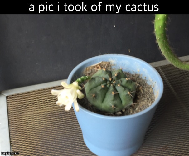 there is another one where it shows that it’s gonna bloom | a pic i took of my cactus | made w/ Imgflip meme maker
