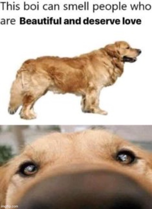 yes, he smells you | image tagged in memes,funny,dogs | made w/ Imgflip meme maker