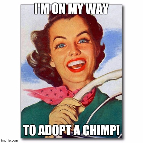 Vintage '50s woman driver | I'M ON MY WAY; TO ADOPT A CHIMP! | image tagged in memes,woman,vintage,driving,chimp,adopt | made w/ Imgflip meme maker