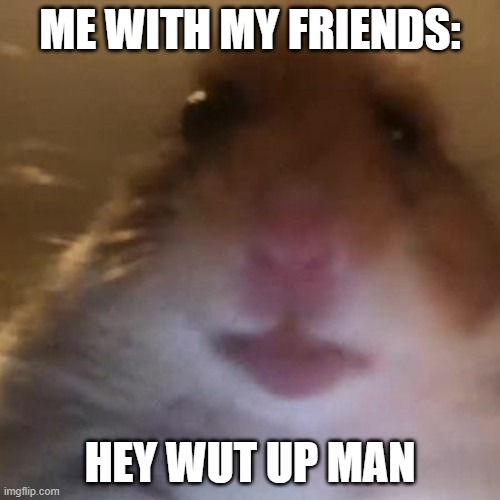 Hampter | ME WITH MY FRIENDS:; HEY WUT UP MAN | image tagged in hampter | made w/ Imgflip meme maker