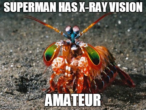 SUPERMAN HAS X-RAY VISION AMATEUR | image tagged in mantis shrimp | made w/ Imgflip meme maker