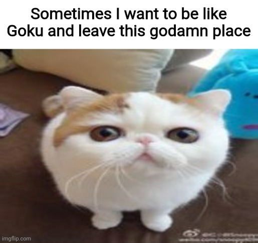 Yuh | Sometimes I want to be like Goku and leave this godamn place | image tagged in another run-of-the-mill cat staring into your soul,shitpost,msmg,oh wow are you actually reading these tags | made w/ Imgflip meme maker