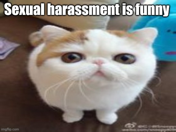 Another run-of-the-mill cat staring into your soul | Sexual harassment is funny | image tagged in another run-of-the-mill cat staring into your soul | made w/ Imgflip meme maker