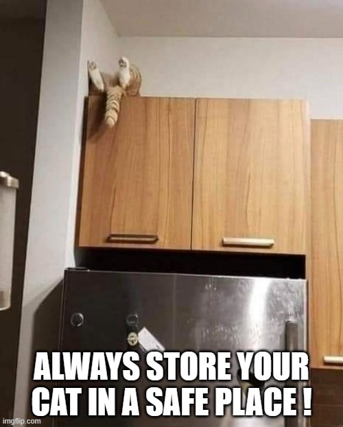 meme by Brad store your cat properly | ALWAYS STORE YOUR CAT IN A SAFE PLACE ! | image tagged in funny cats | made w/ Imgflip meme maker