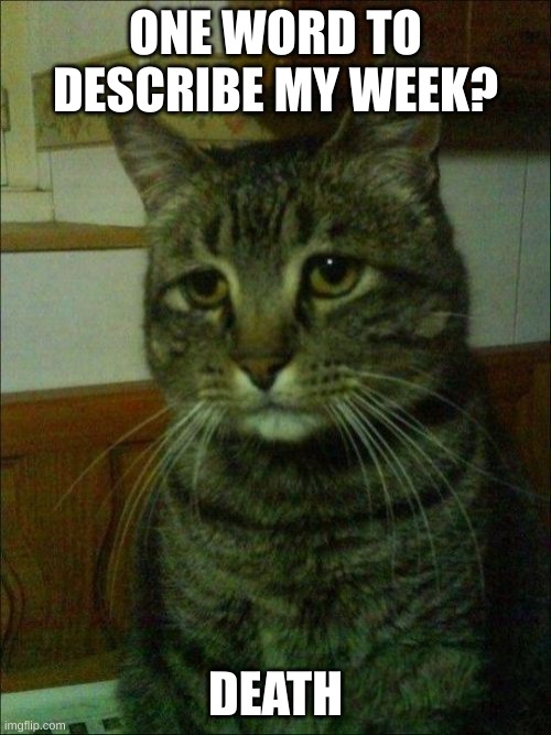 am I cursed? | ONE WORD TO DESCRIBE MY WEEK? DEATH | image tagged in memes,depressed cat | made w/ Imgflip meme maker