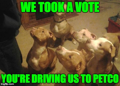 WE TOOK A VOTE YOU'RE DRIVING US TO PETCO | image tagged in pitbull family | made w/ Imgflip meme maker